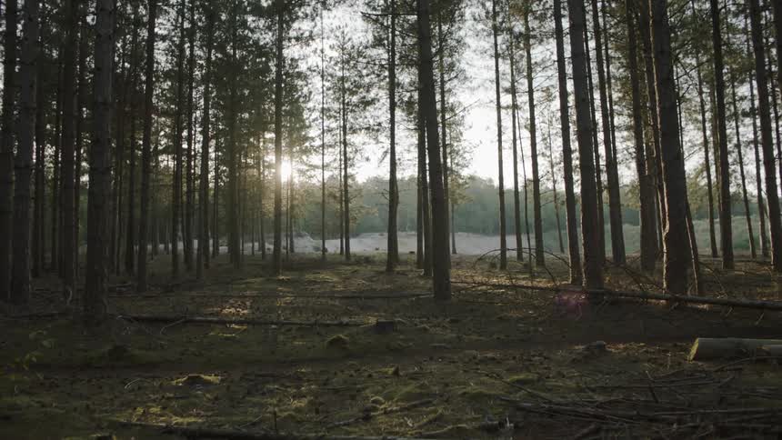 Trees in the forest near a body of water