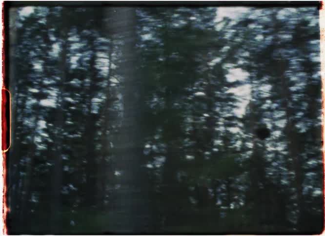 Forest filmed from driving car