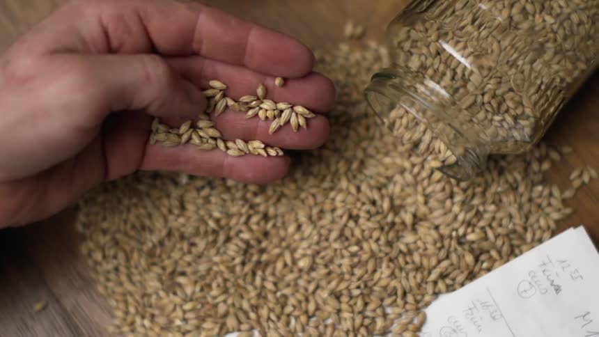 A person moves some seeds in their hand