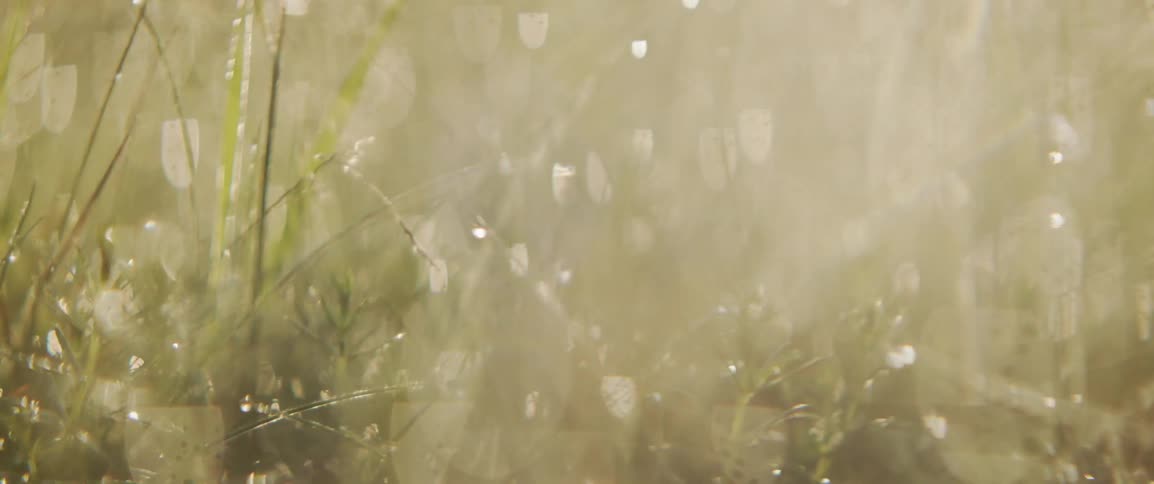 Sun shines over weeds in a field