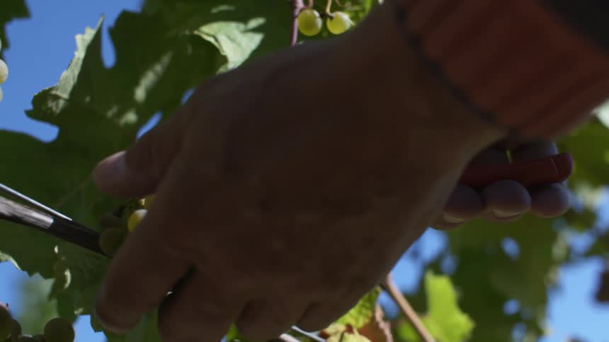 A man cuts grapes off the vine