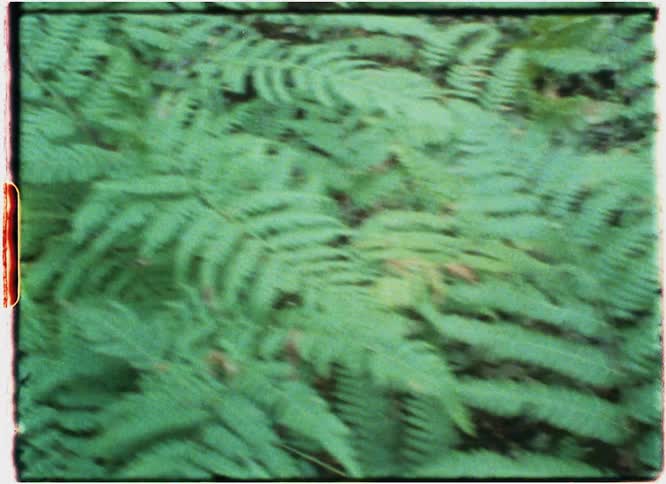 Fern in Swedish Forest Super 8