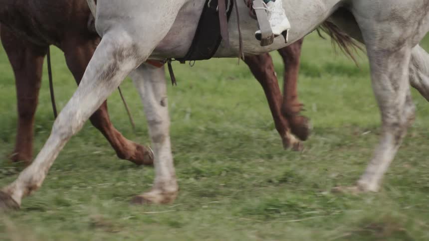 Horses gallop across a grassy field