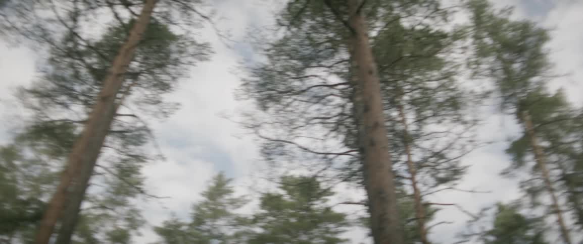 Looking up in  foggy Swedish Forest