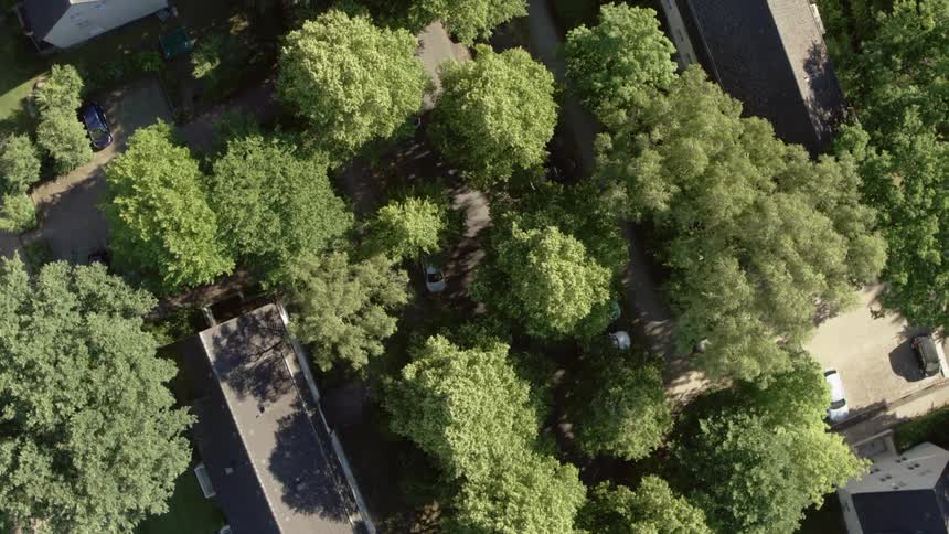 Tree lined neighborhood