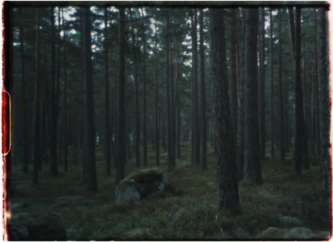 Zoom on rock in foggy forest Super 8