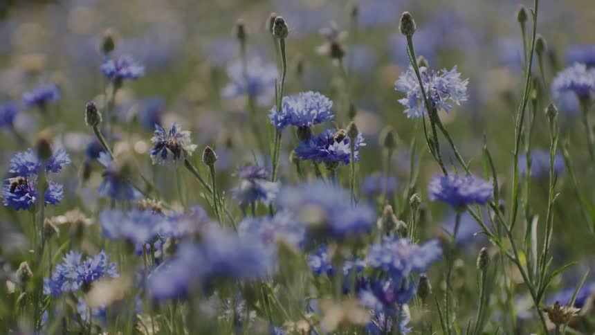 Field of purple cornflowers