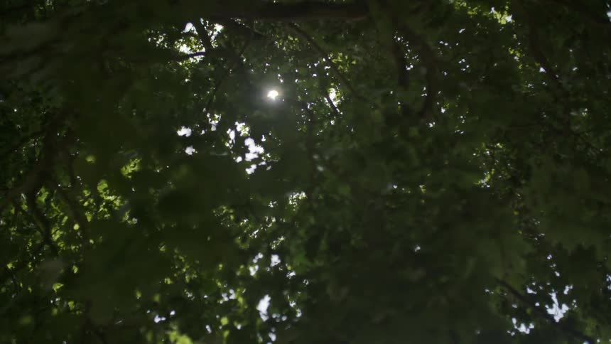 Sun shines through tree canopy