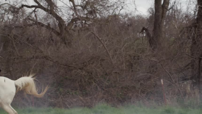 Man rides a white horse through a field on a foggy day