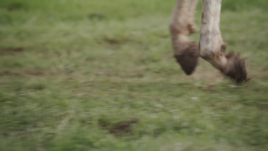 Horses gallop in the grass