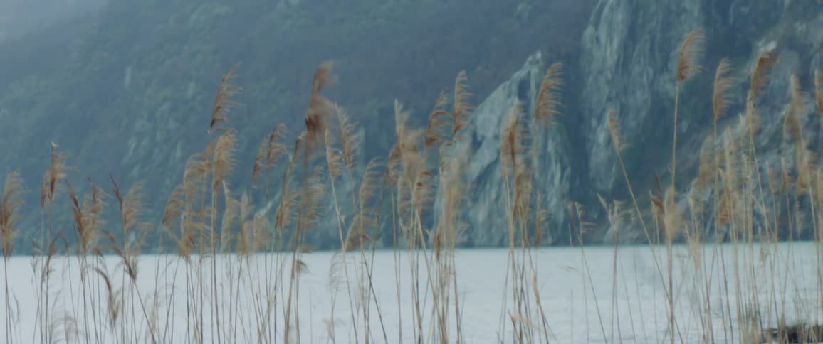 Plants by the lake shore