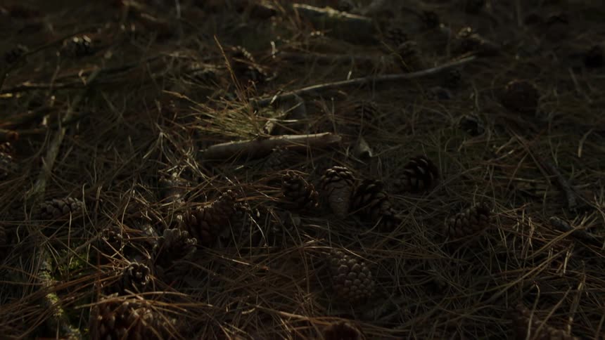 Pine cones and grass on a forest floor