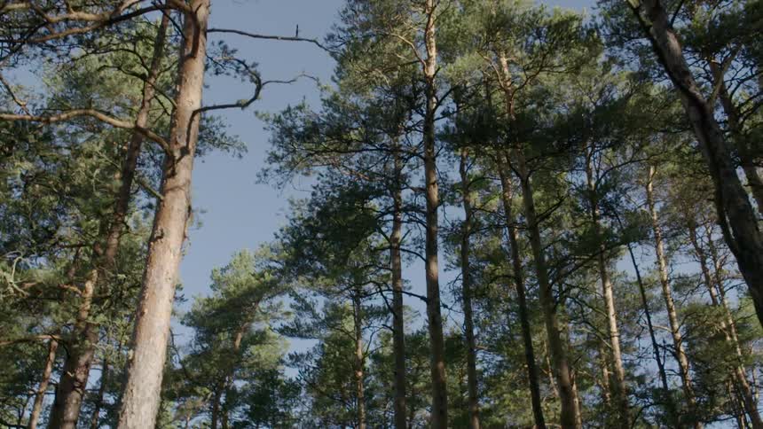 Trees stand tall in a forest