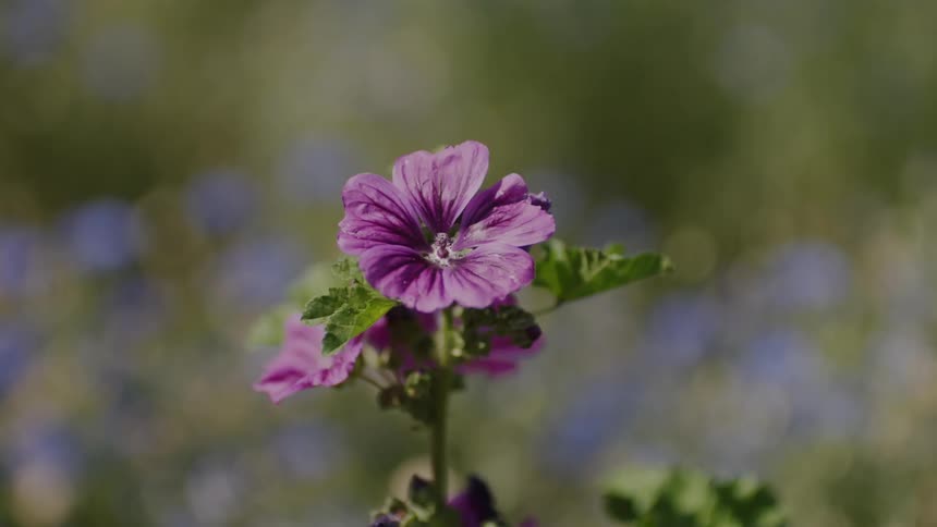 A flower in a field of flowers