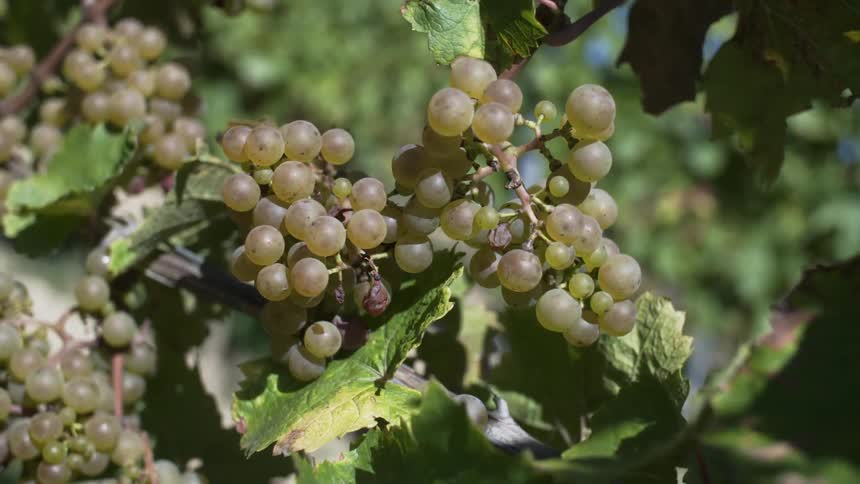 Grapes in bunches on a vine on a sunny day