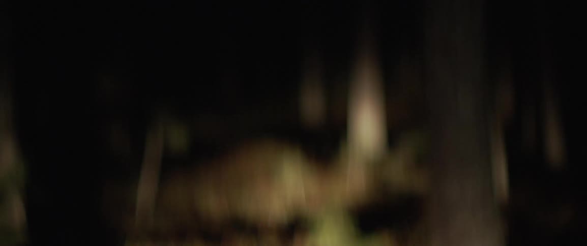 Flashlight searching in dark swedish forest