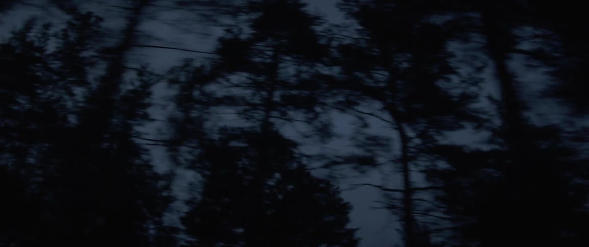 The trees fill the dawn sky