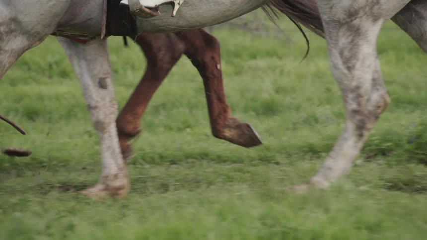 Horses run and gallop in the grass
