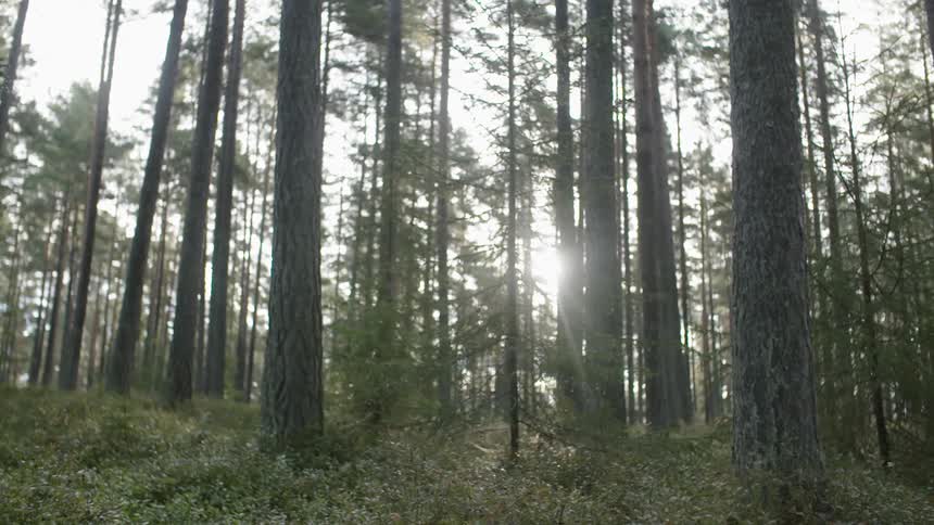 Sun shining through trees in forest
