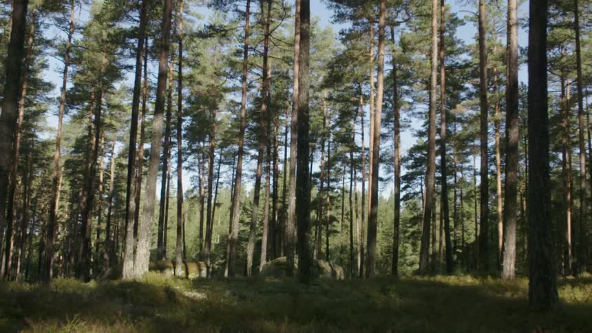 The forest is thick on a sunny day