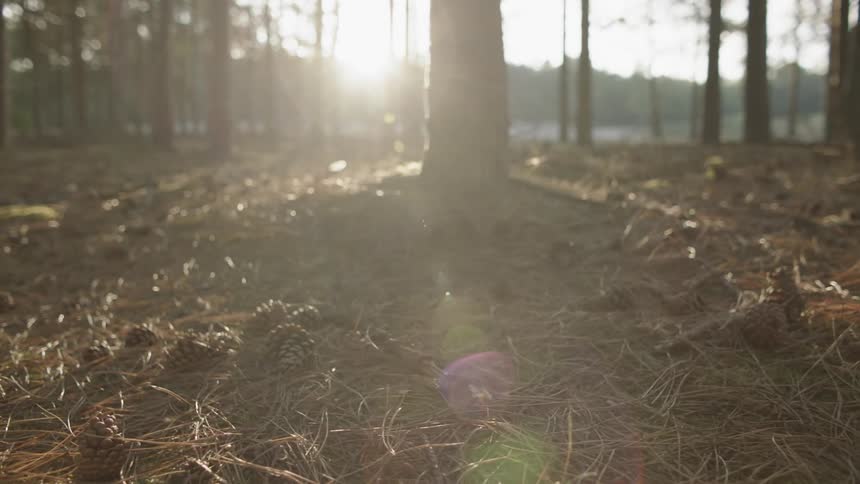 Pine cones on the floor of a pine forest