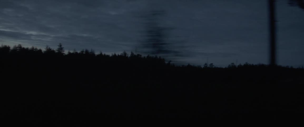 Many trees in a forest in the evening