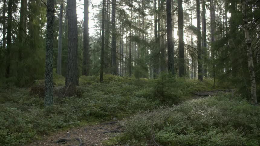 The forest is dense with a hill at the top