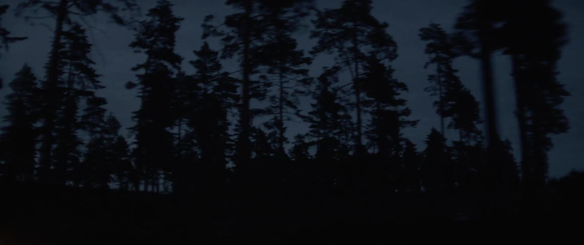 Large area of trees in the evening