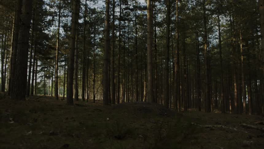 Forest in the summer