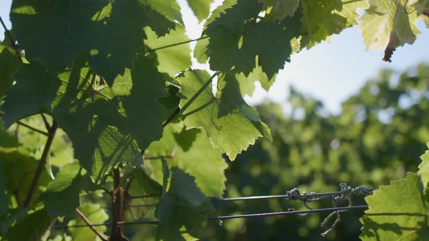 Sun shines through wine leaves on tree