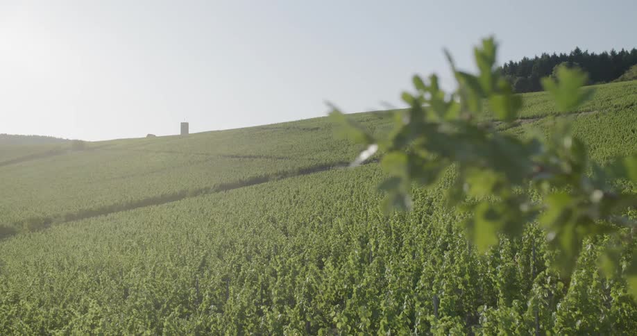 Green fields on a hillside during the day