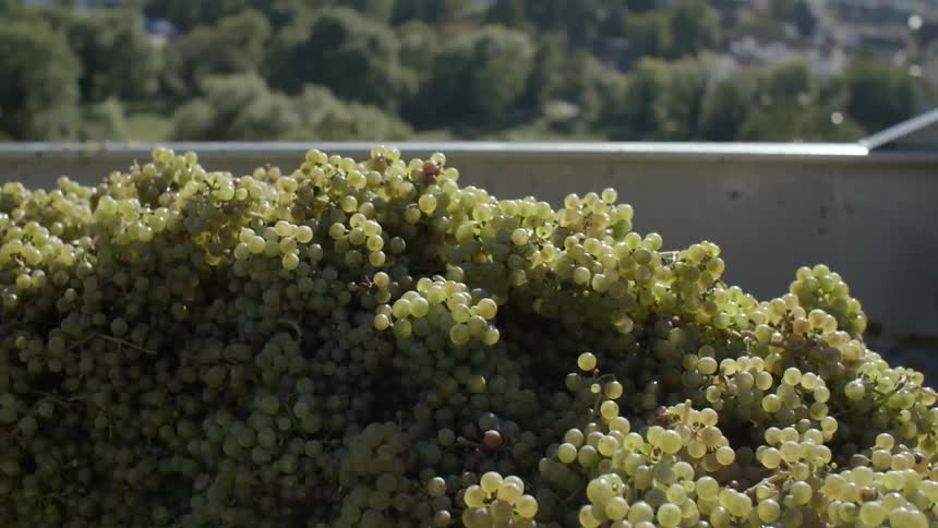 Sunlight shines off of a large bunch of grapes