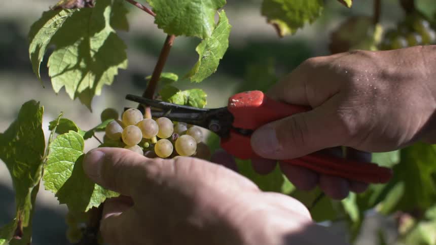 A person clips a bunch of grapes off the vine