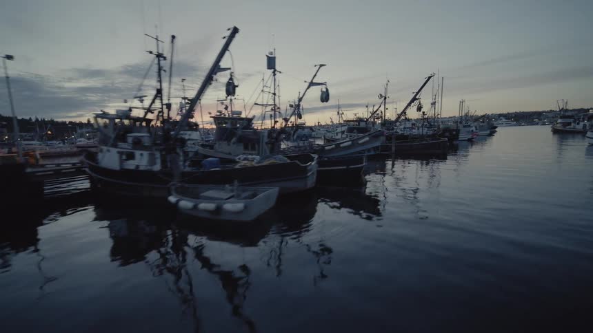 Skimming above the water beside commercial fishing and crabbing boats docked at port