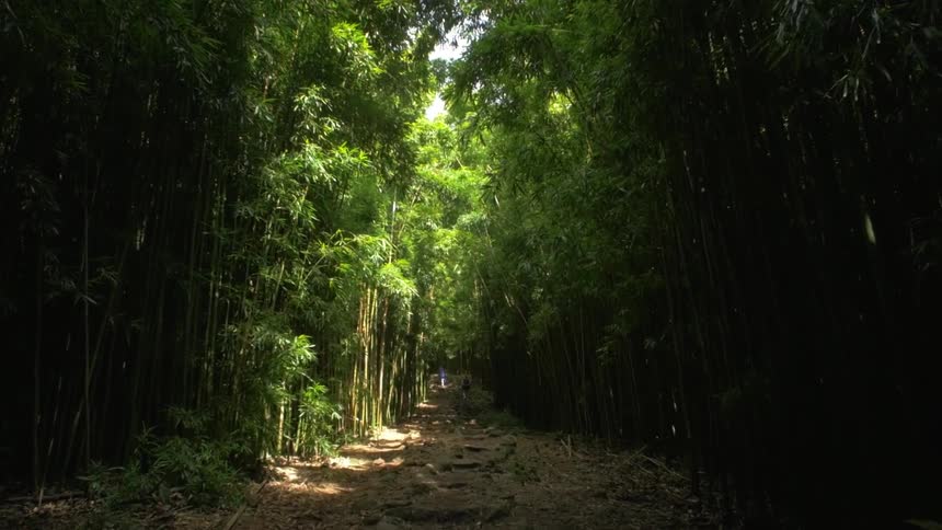 People walk on a path in a forest in the daytime