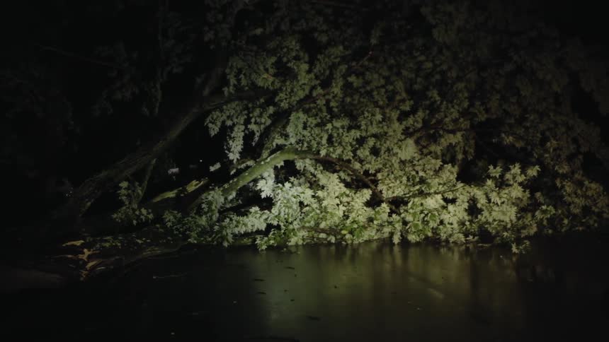 Flashlight beam shines on a fallen tree and a mailbox
