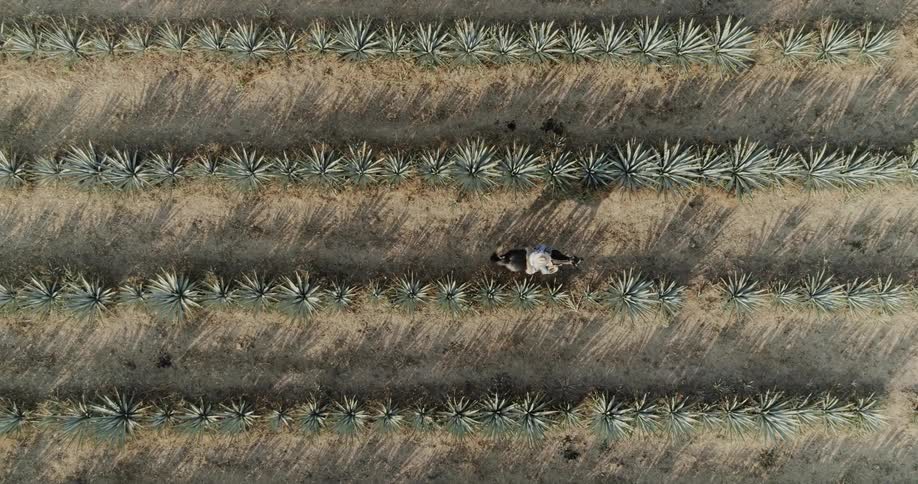 Person rides a horse through rows of agave crops