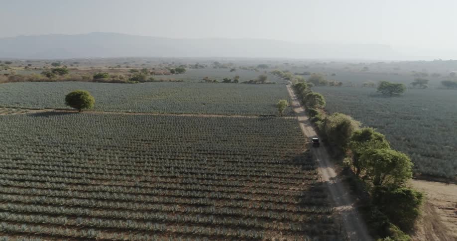 A vehicle travels on a rural road by an agave field