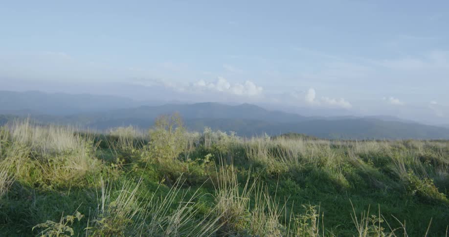 Tall weeds choke a large field with mountains in the background
