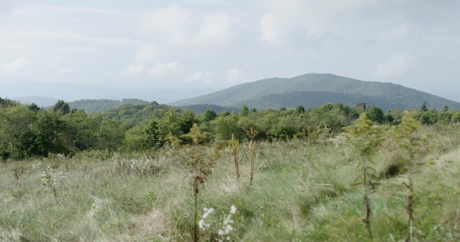 The plants and grass sway gently in the breeze