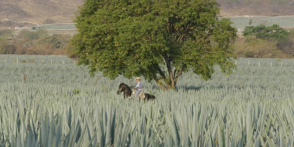 Person rides a horse through a field of agave