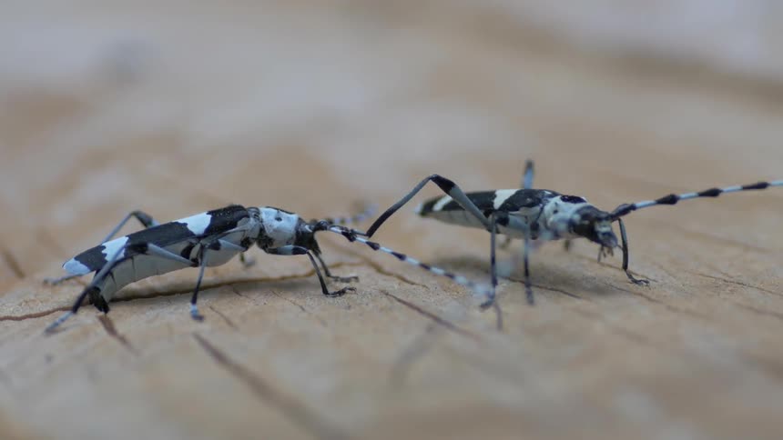 Two black and white bugs crawling on a piece of wood