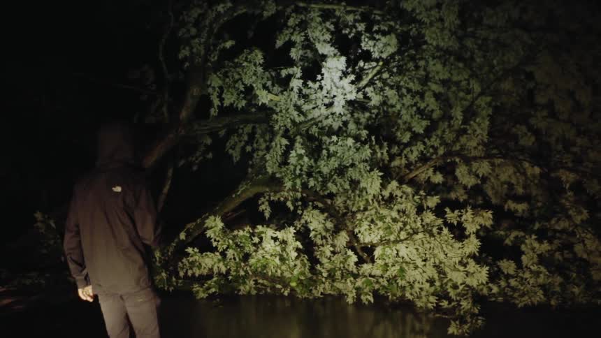 Man shines a flashlight on a fallen tree