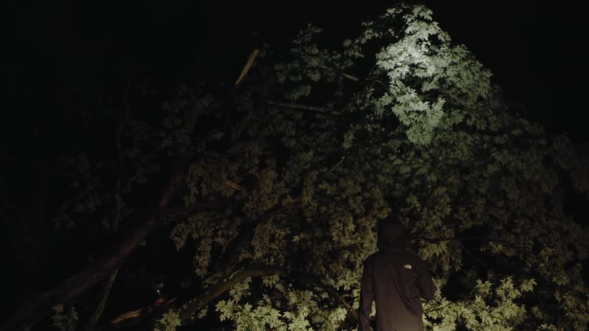 Person holds a flashlight that shines on a fallen tree at night