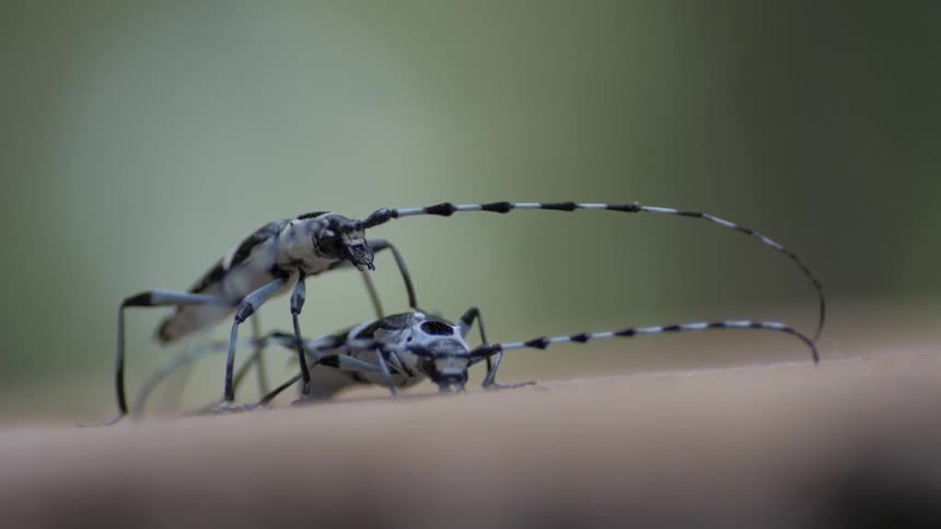 Two insects stand next to each other