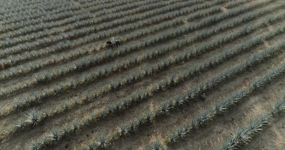 Person rides a horse through rows of crops in a large field