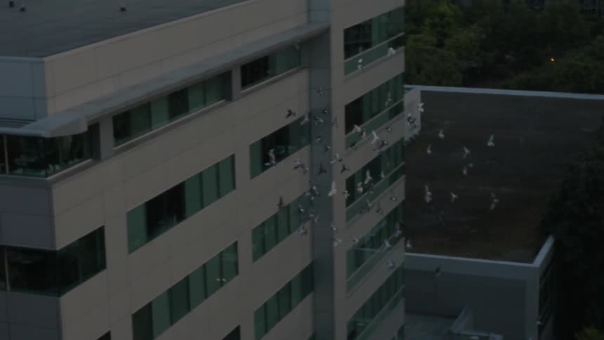 A flock of birds flying net to a tall building