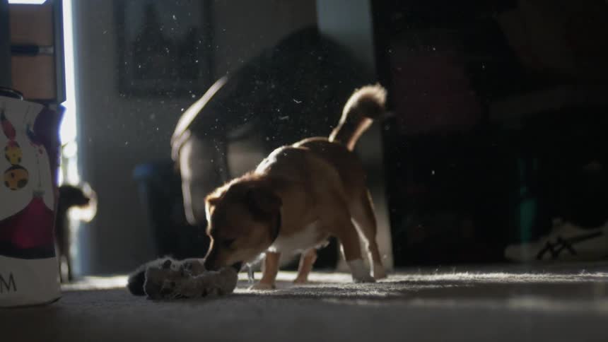 A dog shaking a stuffed toy inside of a house