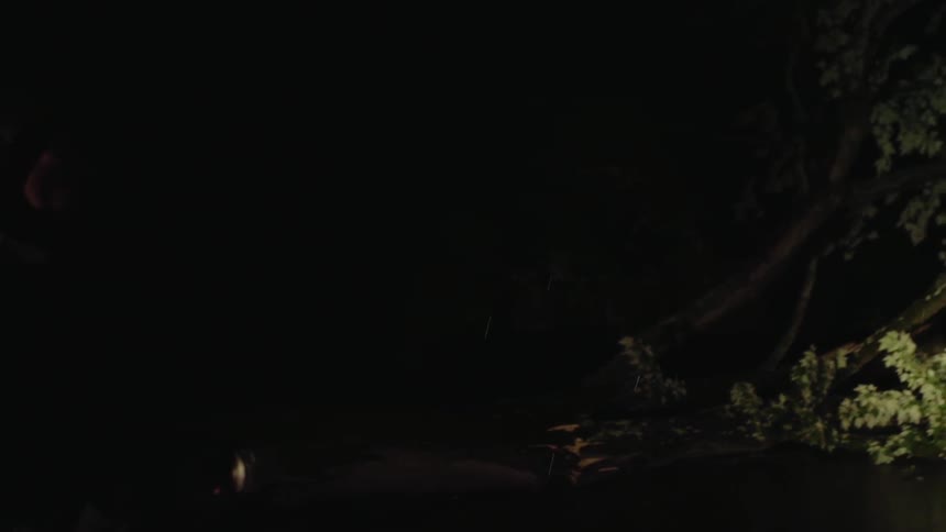 Man shines a flashlight on a fallen tree in the rain at night