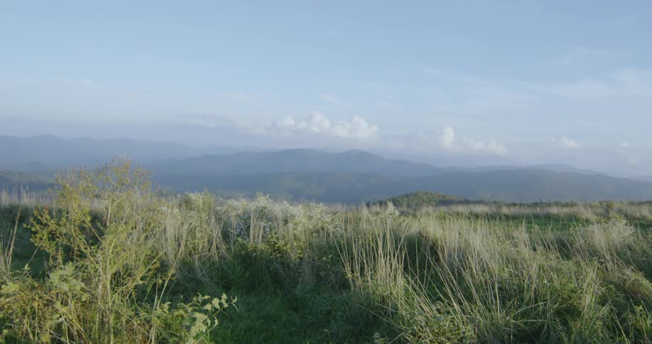 A bird flies over the tall grass on the hill